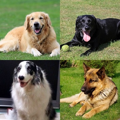 大型狗的英文翻譯大全 大型狗的英文翻譯大全