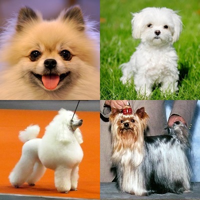 小型犬的英文翻譯大全 小型犬的英文翻譯大全