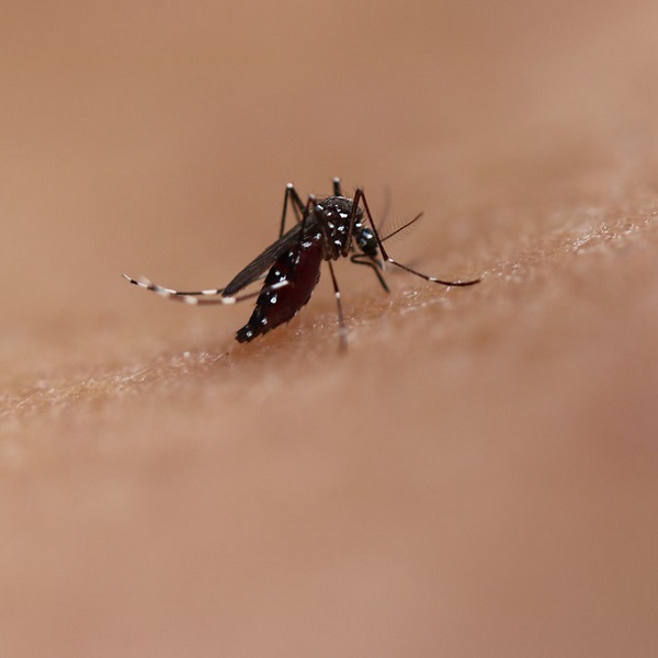 蚊子 - 疾病管制署 - 中英物語 ChToEn